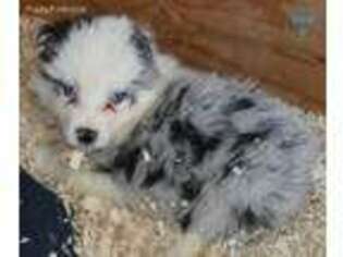 Border Collie Puppy for sale in White Salmon, WA, USA