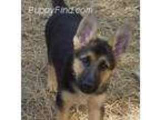 German Shepherd Dog Puppy for sale in Fort Pierce, FL, USA