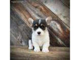 Pembroke Welsh Corgi Puppy for sale in Weston, ID, USA