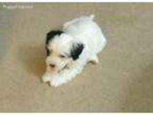 Havanese Puppy for sale in Chesapeake, VA, USA