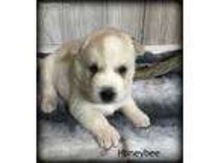 Siberian Husky Puppy for sale in Brazil, IN, USA