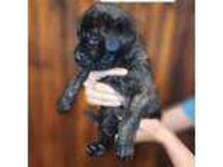 Mastiff Puppy for sale in Bennington, IN, USA