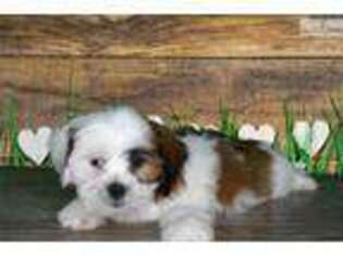 Lhasa Apso Puppy for sale in Saint George, UT, USA