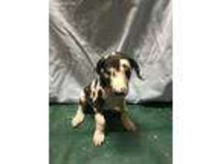 Great Dane Puppy for sale in Twentynine Palms, CA, USA