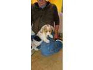 Pembroke Welsh Corgi Puppy for sale in Poplar Bluff, MO, USA