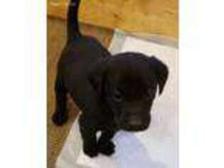 Labrador Retriever Puppy for sale in Cologne, MN, USA