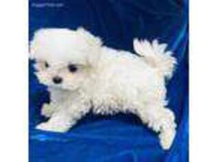 Maltese Puppy for sale in Weirsdale, FL, USA