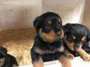Rottweiler Puppy for sale in Defiance, OH, USA
