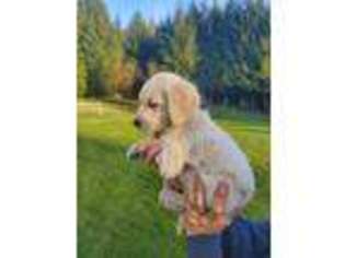 Goldendoodle Puppy for sale in Yacolt, WA, USA