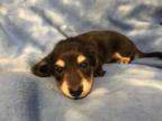Dachshund Puppy for sale in Brooksville, FL, USA