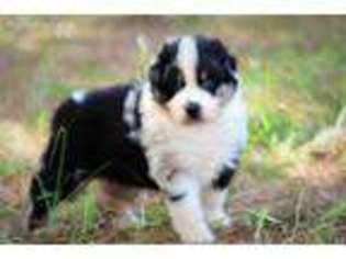 Australian Shepherd Puppy for sale in Millport, AL, USA