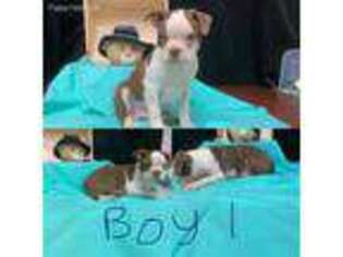 Boston Terrier Puppy for sale in Belen, NM, USA