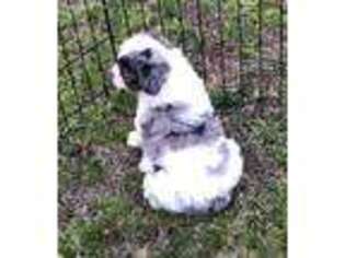 Mutt Puppy for sale in Randolph, MS, USA