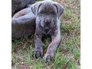 Cane Corso Puppy for sale in Chandler, TX, USA