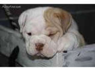 Bulldog Puppy for sale in Millbrook, AL, USA
