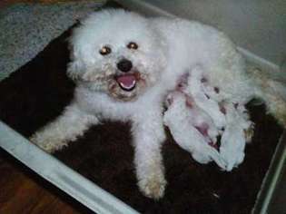 Bichon Frise Puppy for sale in Nicholasville, KY, USA