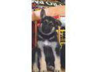 German Shepherd Dog Puppy for sale in Parsons, KS, USA