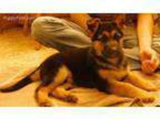 German Shepherd Dog Puppy for sale in Nebo, IL, USA