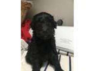Labradoodle Puppy for sale in Sebastian, FL, USA