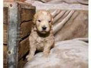 Goldendoodle Puppy for sale in Lenoir, NC, USA