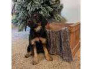 Goldendoodle Puppy for sale in Tucson, AZ, USA