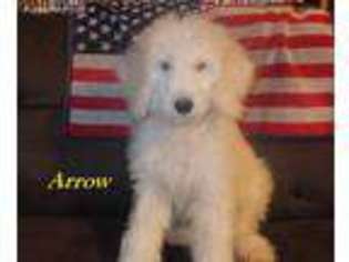 Mutt Puppy for sale in Perryville, AR, USA