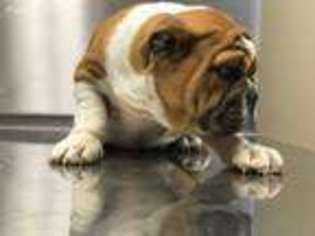 Bulldog Puppy for sale in Leesburg, OH, USA