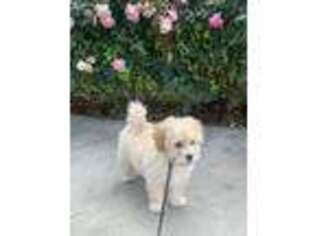 Mutt Puppy for sale in West Hollywood, CA, USA