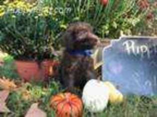 Labradoodle Puppy for sale in Traskwood, AR, USA