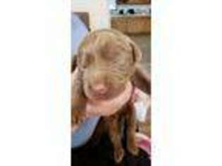 Labrador Retriever Puppy for sale in Parsons, KS, USA