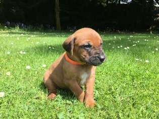 Mutt Puppy for sale in Duncan, British Columbia, Canada