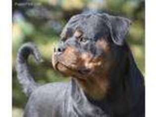 Rottweiler Puppy for sale in Olney, IL, USA