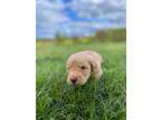 Goldendoodle Puppy for sale in Succasunna, NJ, USA