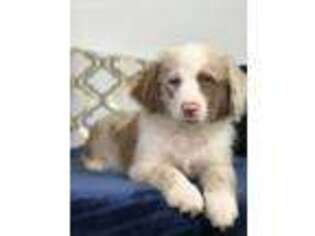 Miniature Australian Shepherd Puppy for sale in Orlando, FL, USA