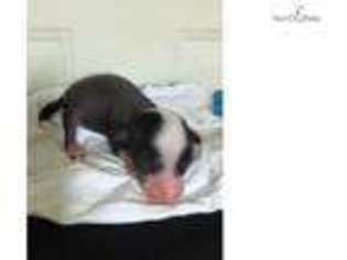 Chinese Crested Puppy for sale in Fayetteville, AR, USA