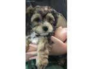 Havanese Puppy for sale in Frederick, MD, USA