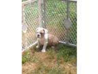 Olde English Bulldogge Puppy for sale in Pine Bush, NY, USA