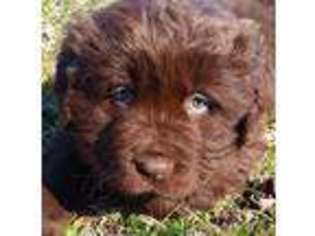 Newfoundland Puppy for sale in Magnolia, OH, USA