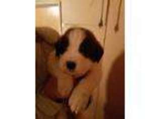 Saint Bernard Puppy for sale in Saint Regis, MT, USA