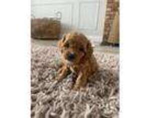 Cavapoo Puppy for sale in Minneapolis, MN, USA