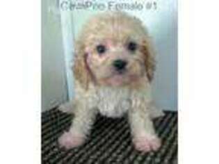 Cavapoo Puppy for sale in Gordonsville, TN, USA