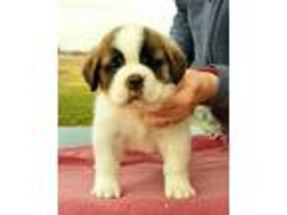 Saint Bernard Puppy for sale in Van Buren, IN, USA