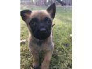 Belgian Malinois Puppy for sale in Pewaukee, WI, USA