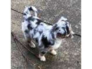 Miniature Australian Shepherd Puppy for sale in Wadsworth, OH, USA