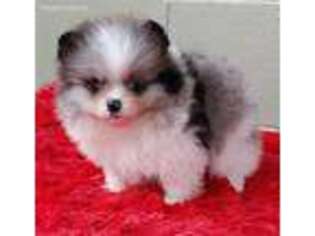 Pomeranian Puppy for sale in San Luis Obispo, CA, USA