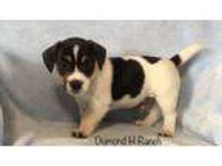 Jack Russell Terrier Puppy for sale in Trout, LA, USA