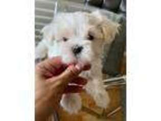 Maltese Puppy for sale in Upland, CA, USA