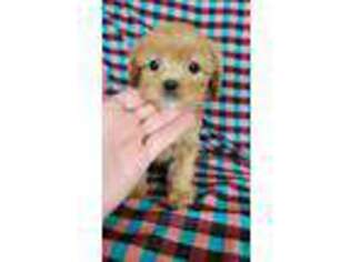 Shih-Poo Puppy for sale in Pisgah, AL, USA