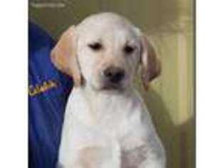 Labrador Retriever Puppy for sale in Franktown, CO, USA