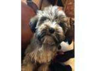 Tibetan Terrier Puppy for sale in Ione, CA, USA